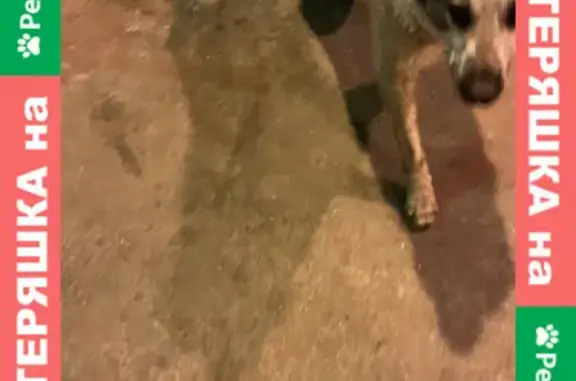 Собака Алабай найдена на Боровицкой улице в Москве