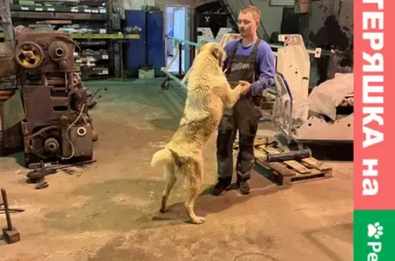 Собака Алабай на Боровицкой, Москва