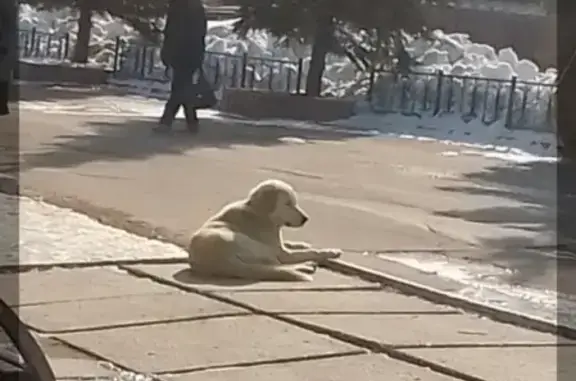 Собака на Кузнецком проспекте, Кемерово