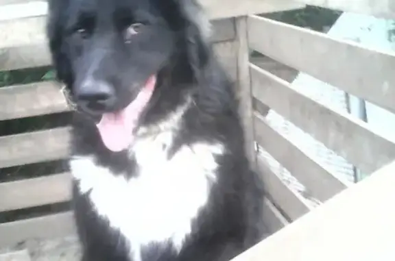 Пропала собака Граф на улице Маршака, 32, Оренбург