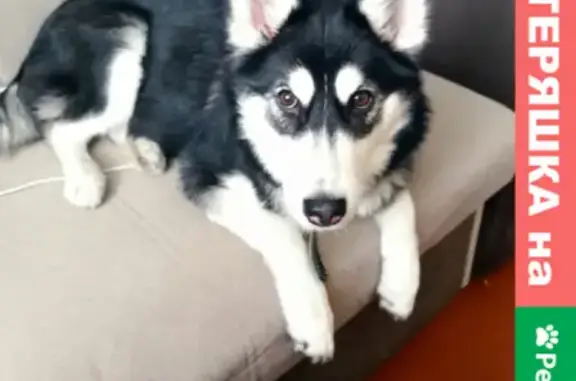 Потерянные животные Новокузнецк, фото: Пропала Хаски в районе Абашево, Новокузнецк