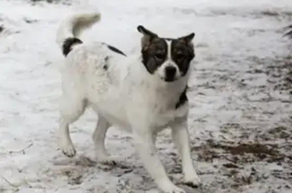 Пропала собака Кора в бору около Татнефти, возле магазина «Север-лес» (г. Серпухов)