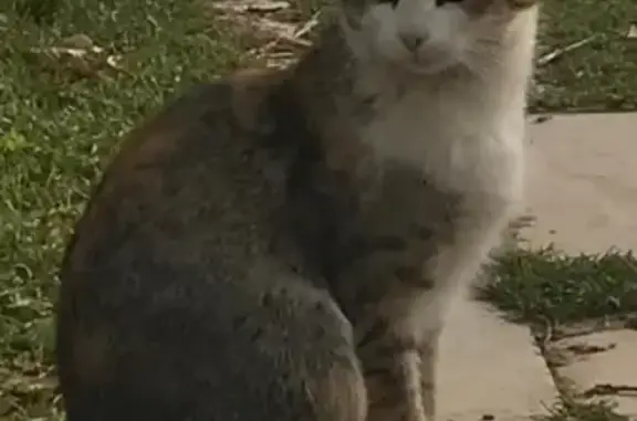 Пропала кошка на парковке Контур, Чебоксары