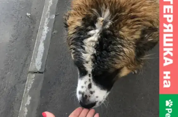 Найдена собака на ул. Троллейбусной, Ростов-на-Дону