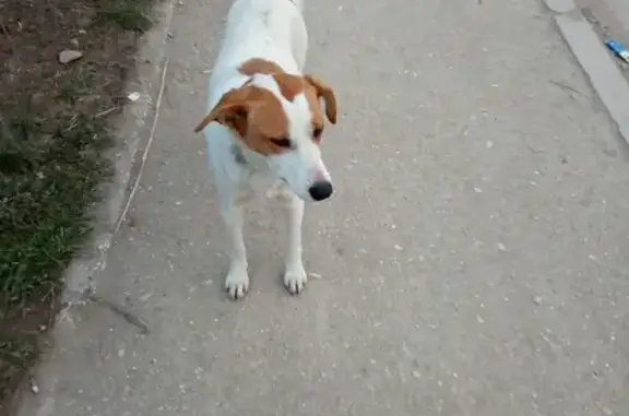 Найдена собака ждет хозяина на Фёдоровской улице