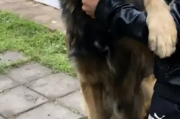 Пропала собака Берг на улице Константинова, Малаховка