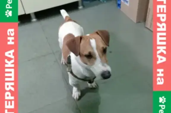 Найдена собака, Краснодар, фото: Собака Кобель найдена на Воронежской, 40, Краснодар.