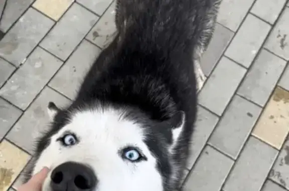 Собака Мальчик найдена на ул. Половинко, 269, Батайск