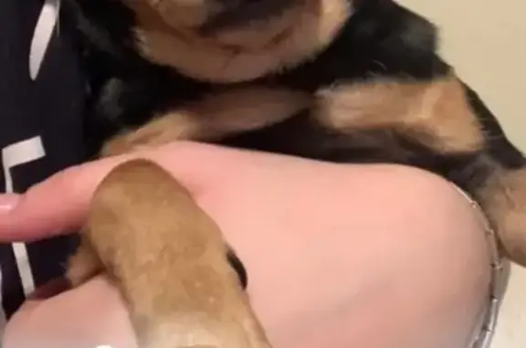 Потерянные животные Анапа, фото: Пропала собака Буся в районе универмага, ул. Трудящихся, 121, Анапа