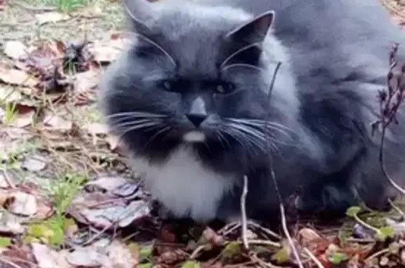 Кошки потеряшки, Тверь, фото: Потеряшка кошка на ул. Озерной, Московский район, Тверь