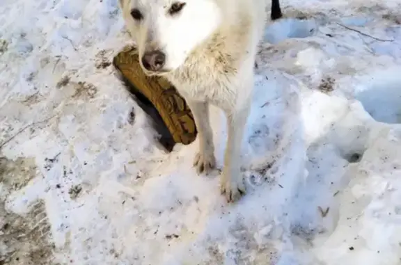 Белая ласковая собака на улице Успенского