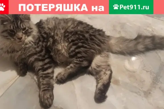 Пропала кошка Майн-Кун в СНТ Заозёрный, Щелковский район