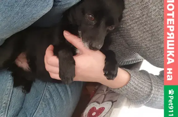 Потерянные животные Анапа, фото: Пропала собака Чек на Парковой улице, Анапа