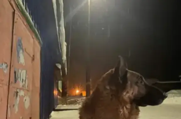 Пропала собака Джек в Измоденове, Белоярский р-он, Свердловская область