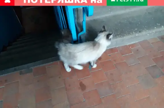 Найдена кошка на улице Красных Партизан, 34 в Брянске