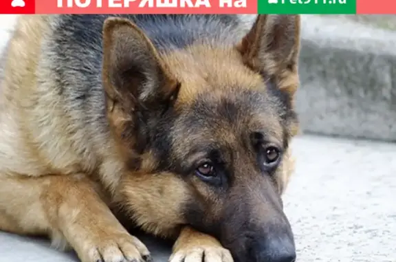 Пропала собака Герда на ул. Кызыл-Тан, 18