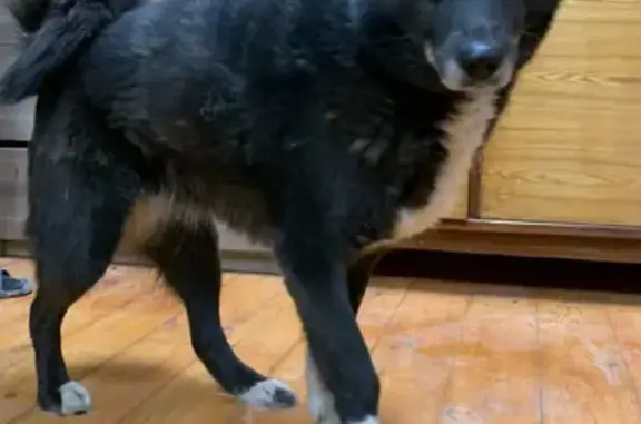 Найдена собака лайка в Ольшанец, Белгородский район