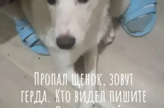 Пропала собака Герда на ул. Богдана-Хмельницкого