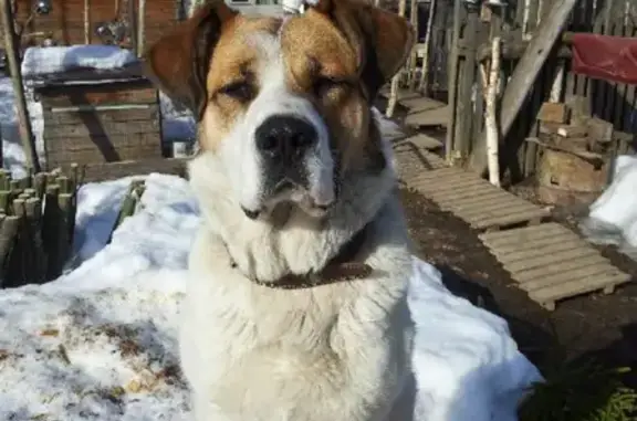 Пропала собака в СНТ «Уют», Костромская область