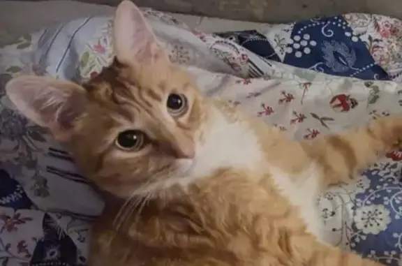 Кошки потеряшки, Санкт-Петербург, фото: Потеряшка кошка на улице Кораблестроителей, 40 к2, СПб