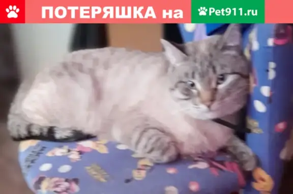 Пропала кошка Кокос на Проспекте Победы 40