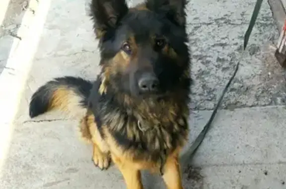 Собака Овчарка найдена и доставлена в приют в Ейский район, теперь находится на Плодородной улице, 24 в Краснодаре.