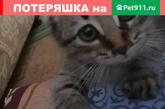 Пропала кошка Эмико на пр. Агасиева, 13В, Дербент