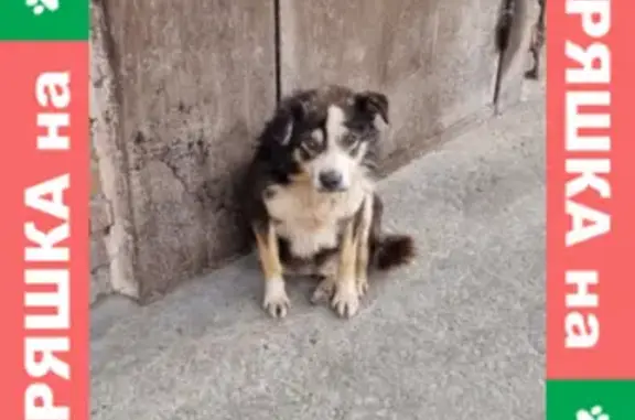 Найдена собака на ул. Энтузиастов, 30, Нижний Тагил