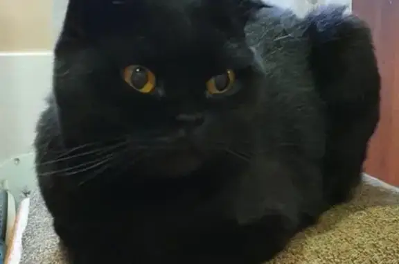 Найдена черная кошка в Люберцах, ищем дом или куратора