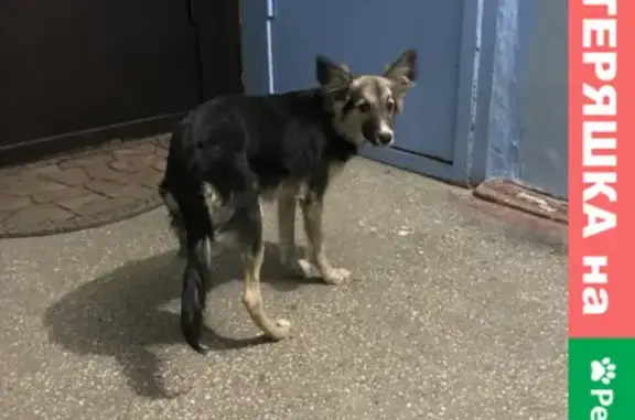Найдена собака на улице Партизана Железняка
