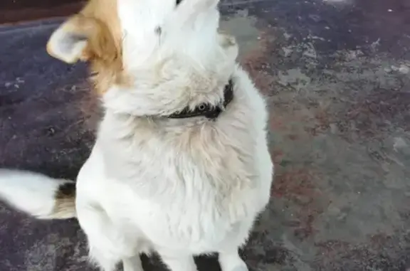 Собака найдена на Успенской площади, Углич.