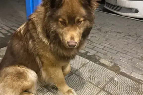 Найдена собака на ул. Андрея Крячкова 19, Томск