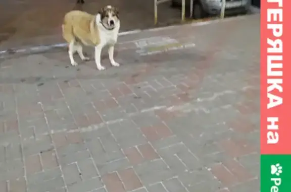 Найдена собака у магазина на Берёзовской, Нижний Новгород