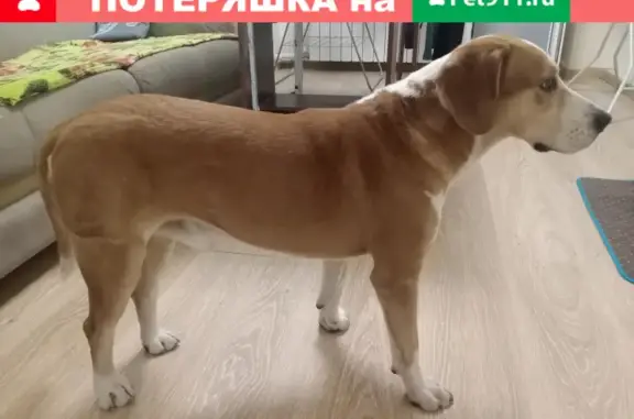 Найдена собака, Ростов-на-Дону, фото: Найдена собака на Пушкинской, похожа на бигля