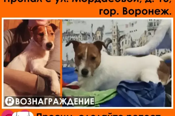 Пропала собака в Воронеже на ул. Антонова-Овсеенко.