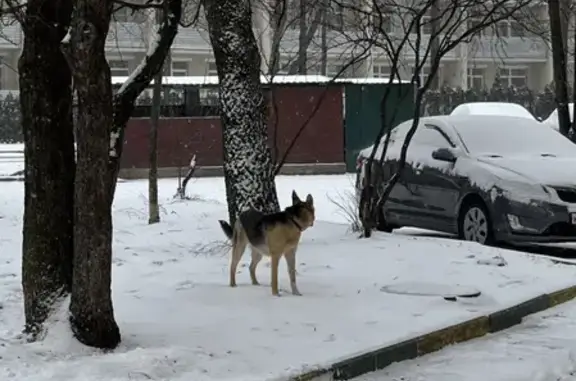 Найдена собака по адресу Москва, 16-я Парковая, 27