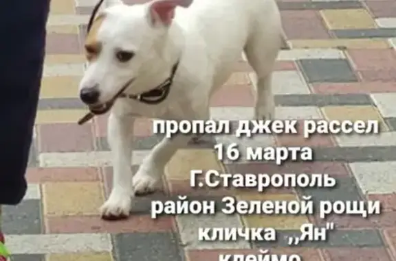 Пропала собака в районе Зеленой рощи, Ставрополь