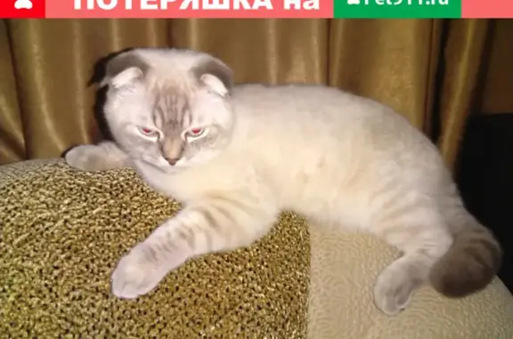 Пропал кот Томас в Новотитаровском сельском поселении, вознаграждение.