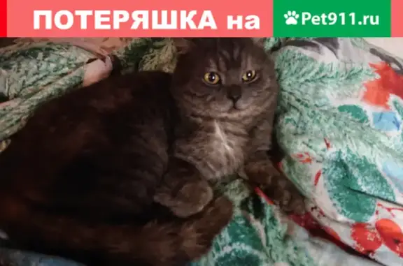 Найден молодой кот в поселении Кокошкино, Москва