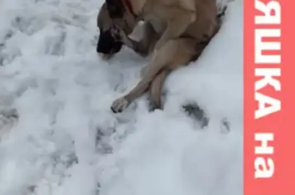 Найдена собака на улице Истомина в Хабаровске