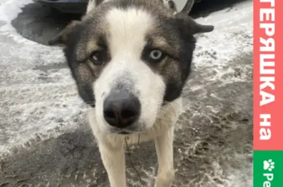Найдена собака в Ханты-Мансийске, ищет добрые руки