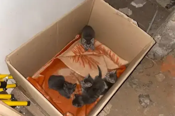 Кошка с котятами ищут дом на ул. Карьер, 2А с1 (Москва)