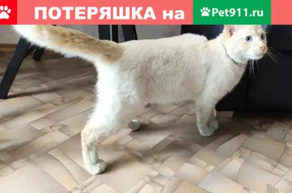 Найден кот ред-поинт возле ТЦ Nautilus, ул. Куйбышева, 61