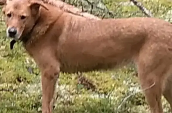 Пропала крупная огненно-рыжая собака возле села Кончезеро