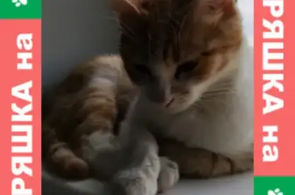 Найдена кошка на улице Народная, 19 в Оренбурге