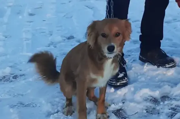 Пропала собака Макс в Парке Покровского, Краснокаменск