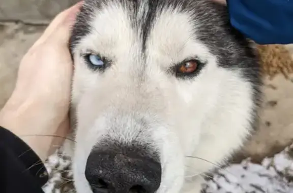 Собака Кобель найдена на Боровицкой, Москва
