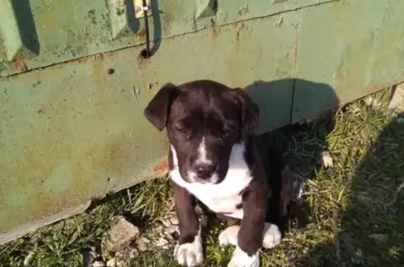 Потерянные животные Анапа, фото: Пропала собака Мартэс на Крымской, 99, Анапа.