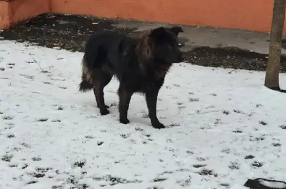 Найден черный пес на Нижегородской, адрес - 83Б
