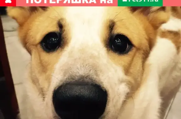 Пропала собака в Санкт-Петербурге, ищем!